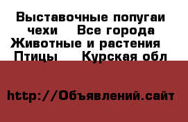 Выставочные попугаи чехи  - Все города Животные и растения » Птицы   . Курская обл.